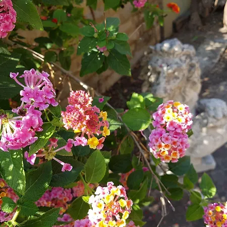 Myricae No Late Arrival Fiumicino