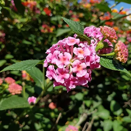 بيت ضيافة Myricae No Late Arrival 3*