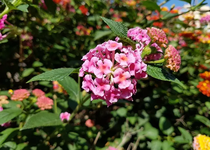 Гостевой дом Myricae No Late Arrival 3*